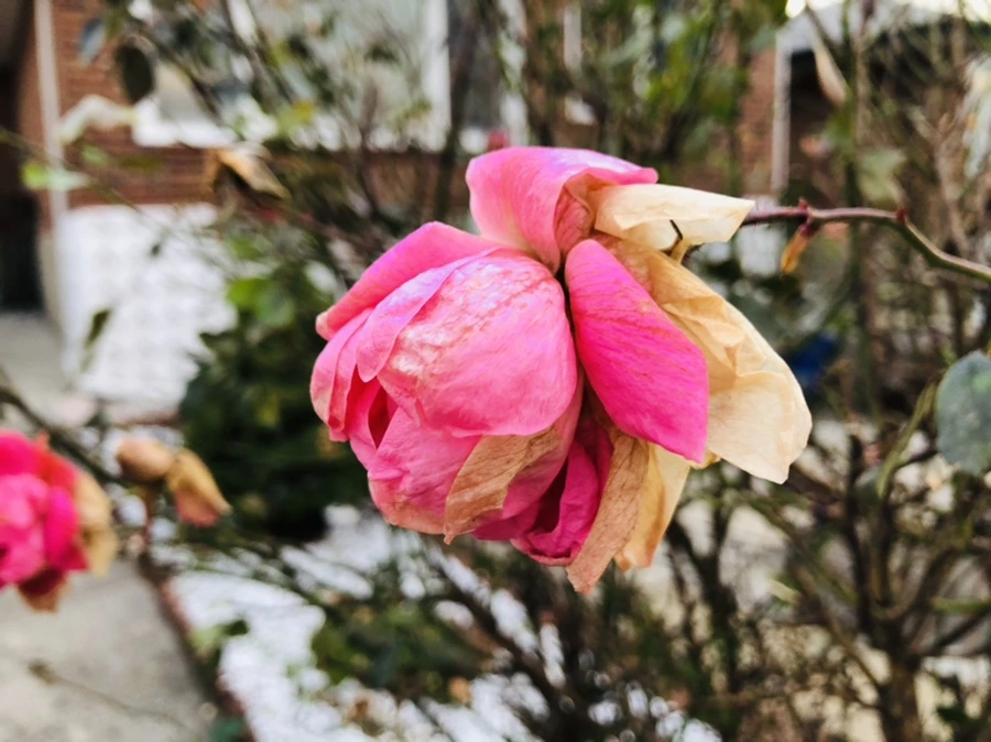 IMG_8206.jpg?type=w966