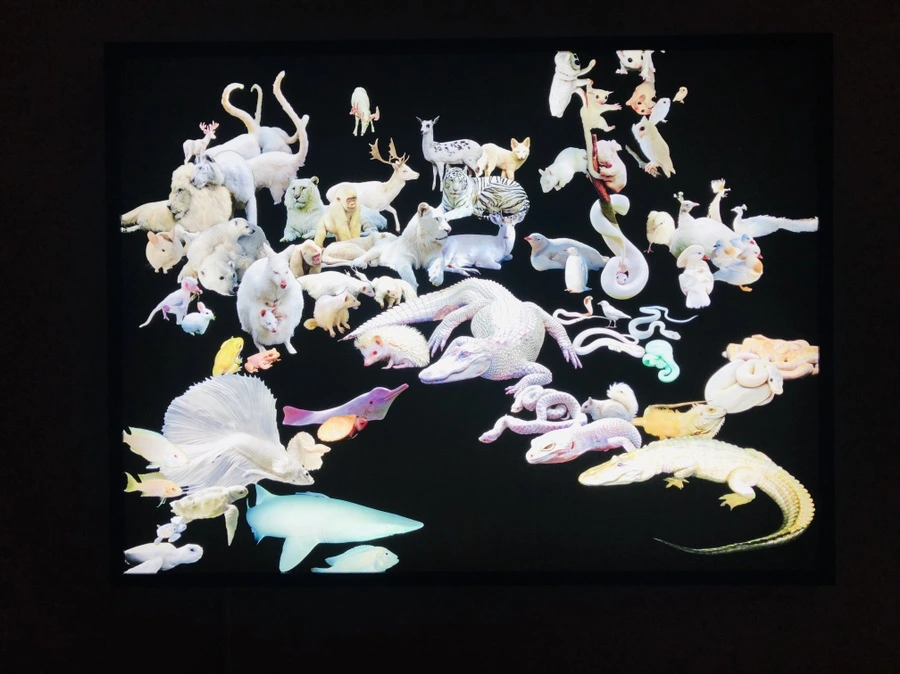 IMG_5250.jpg?type=w966