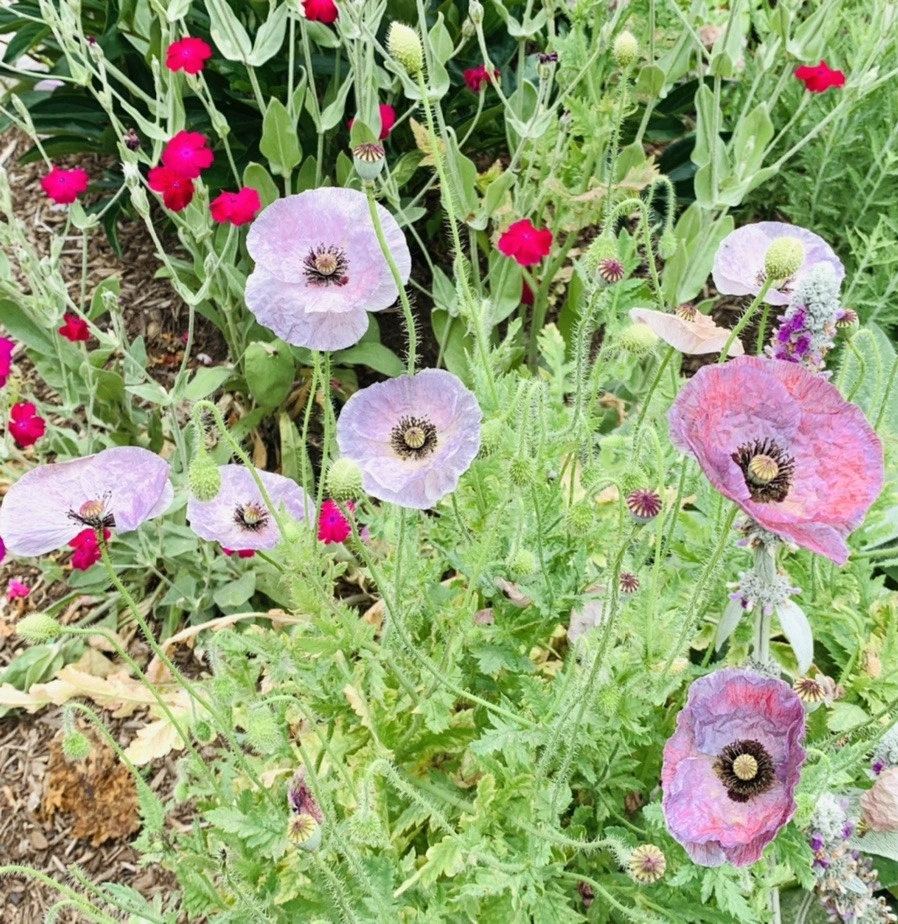 _3VjYTIunjVmzEDsDmv537cVBvQ