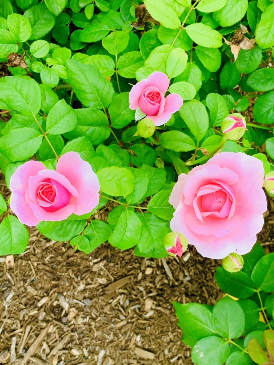 IMG_2678.jpg?type=w966