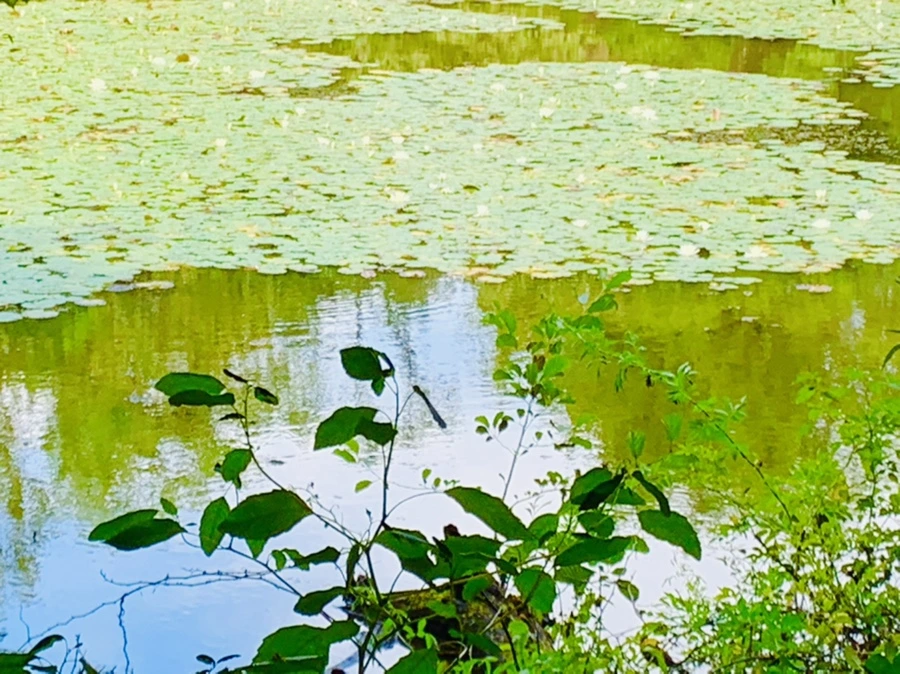 IMG_9296.jpg?type=w966