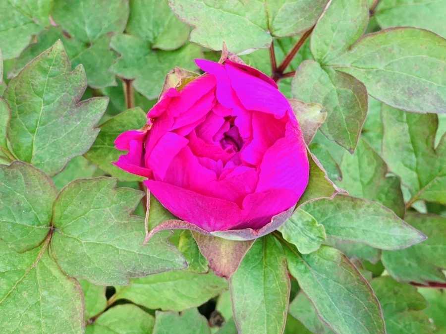 IMG_3609.jpg?type=w966