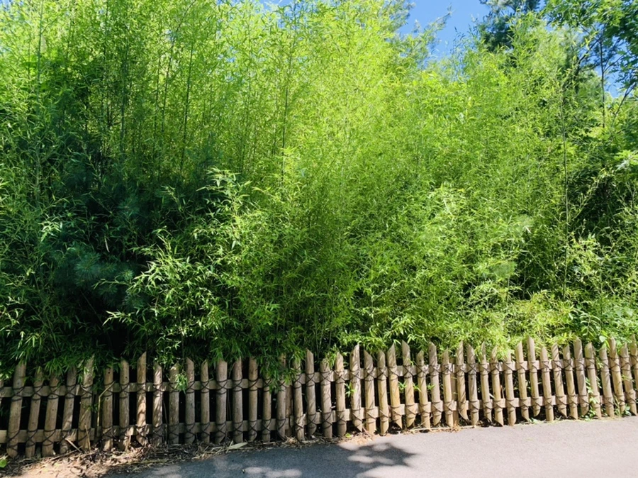 IMG_4311.jpg?type=w966