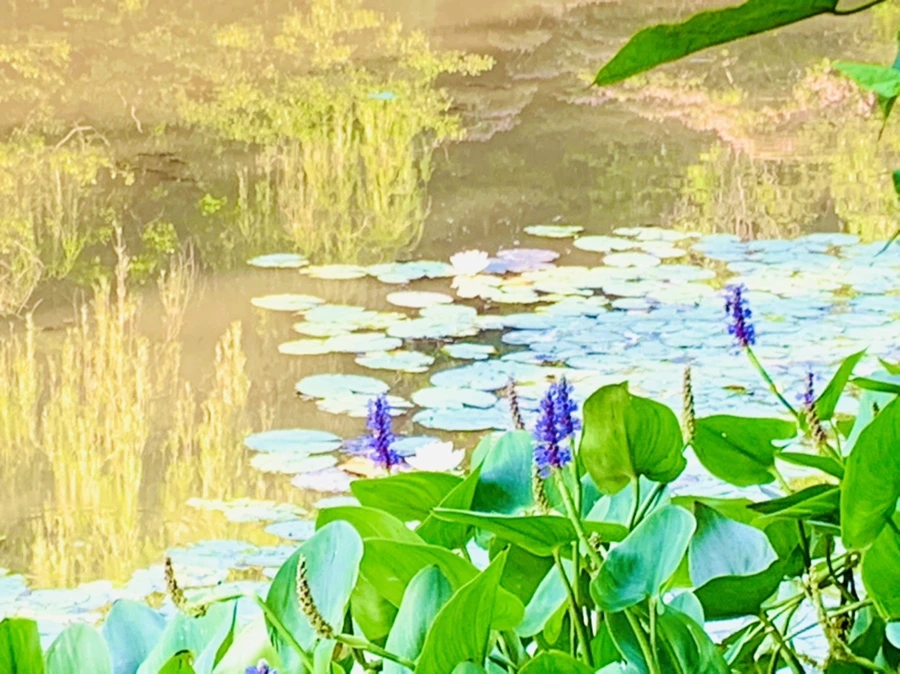 IMG_6565.jpg?type=w966