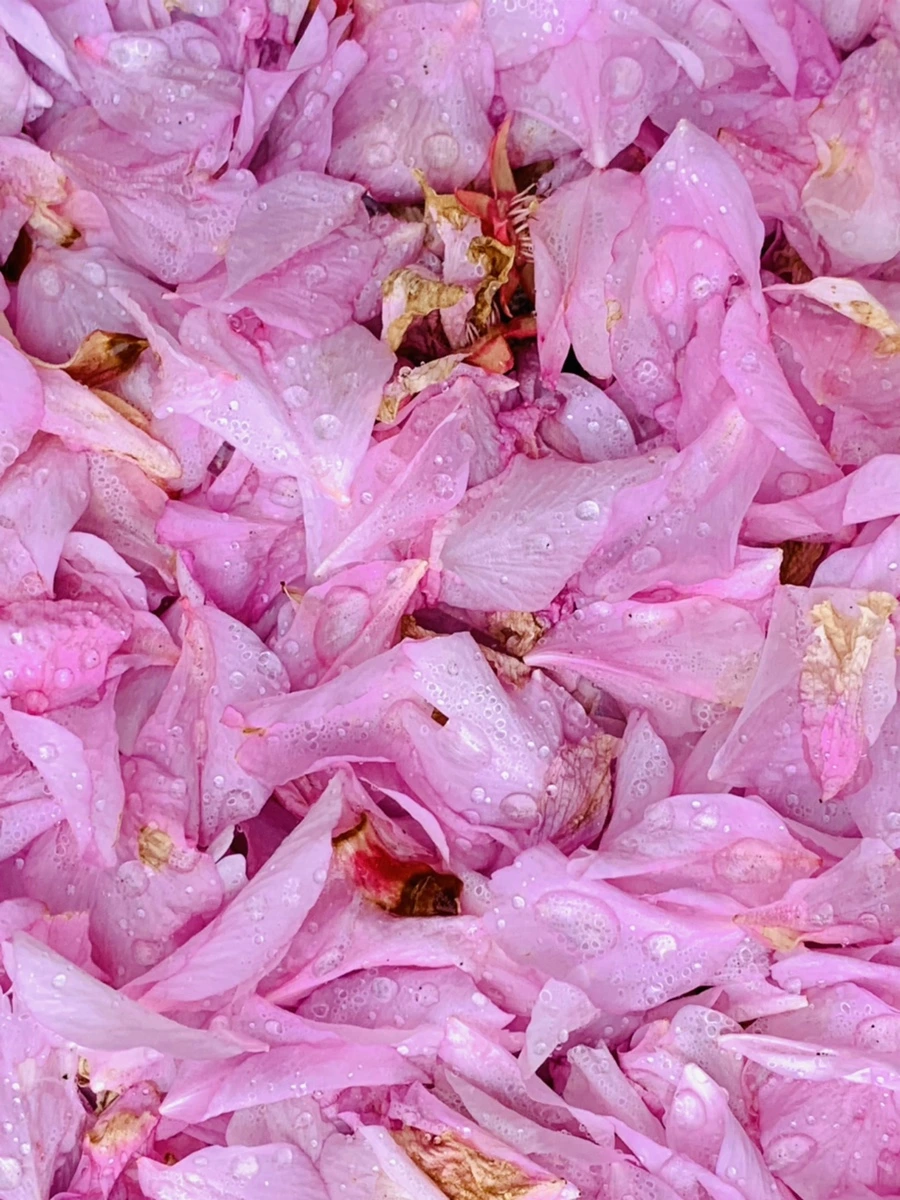 IMG_7275.jpg?type=w966