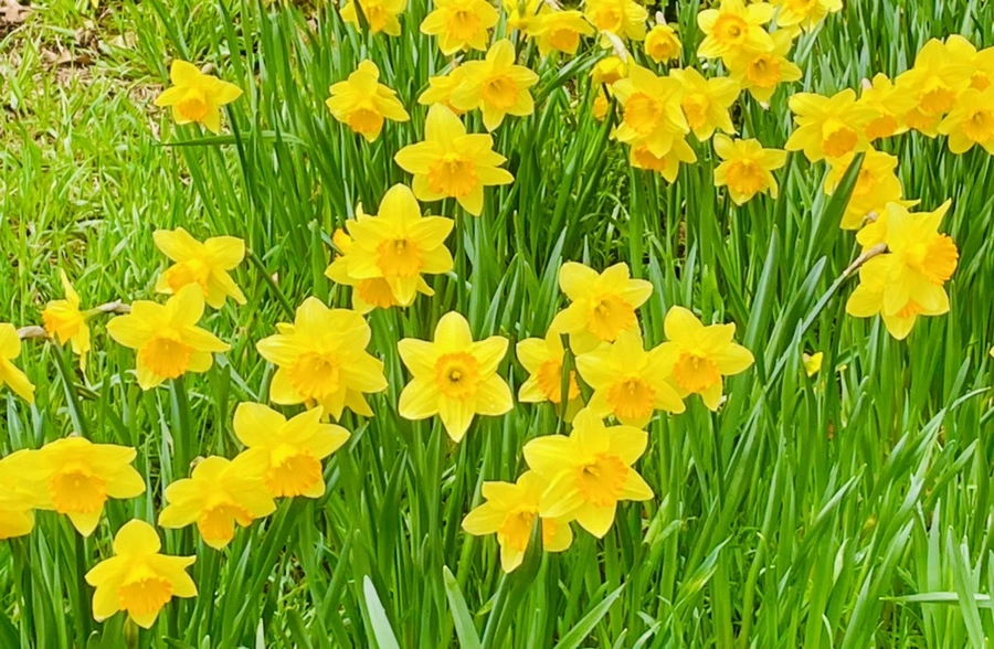 IMG_7449.jpg?type=w966