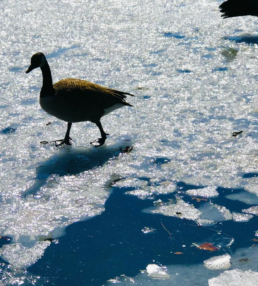 IMG_5043.jpg?type=w966