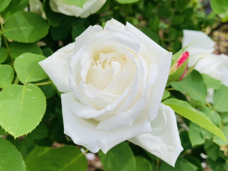 IMG_9673.jpg?type=w966