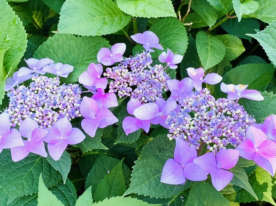 IMG_6319.jpg?type=w966