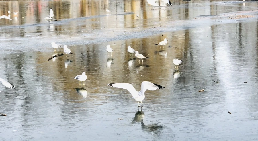 IMG_2085.jpg?type=w966