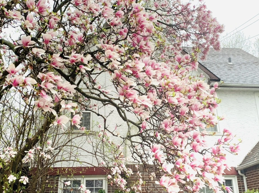 IMG_2242.jpg?type=w966