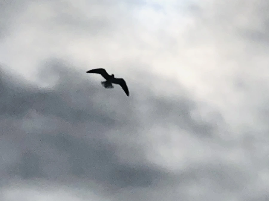 IMG_2481.jpg?type=w966