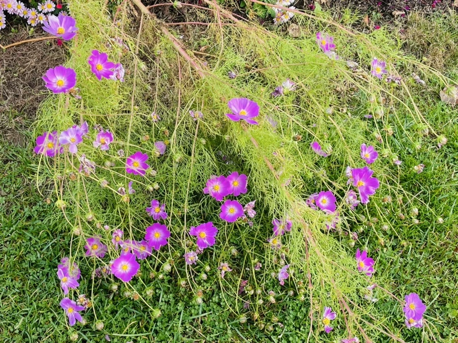 IMG_2415.jpg?type=w966