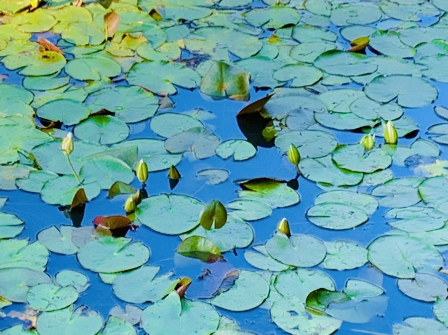 IMG_4292.jpg?type=w966