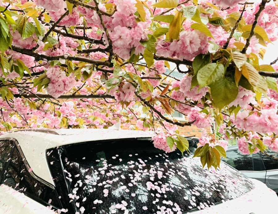 IMG_5237.jpg?type=w966