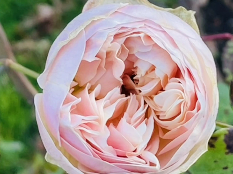 IMG_6045.jpg?type=w966