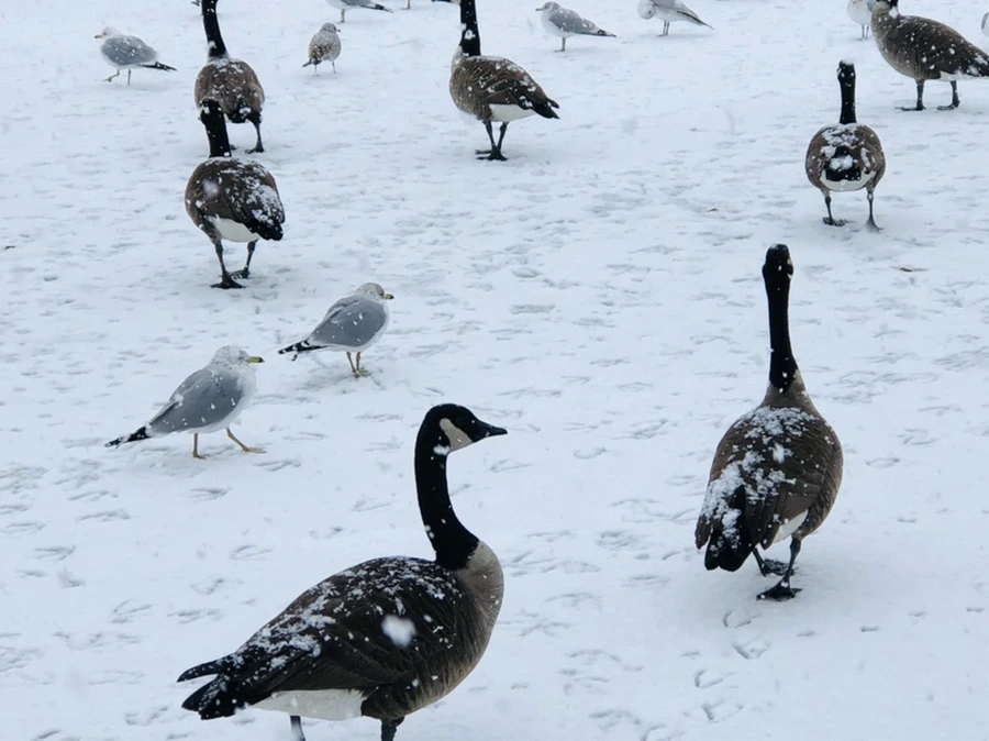 IMG_4204.jpg?type=w966