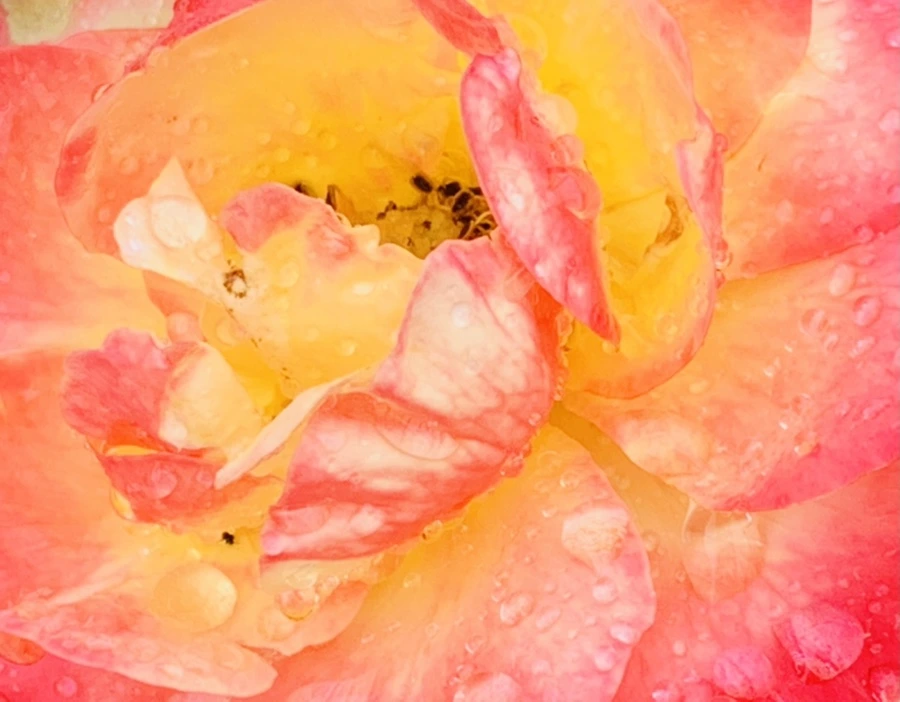 IMG_9574.jpg?type=w966