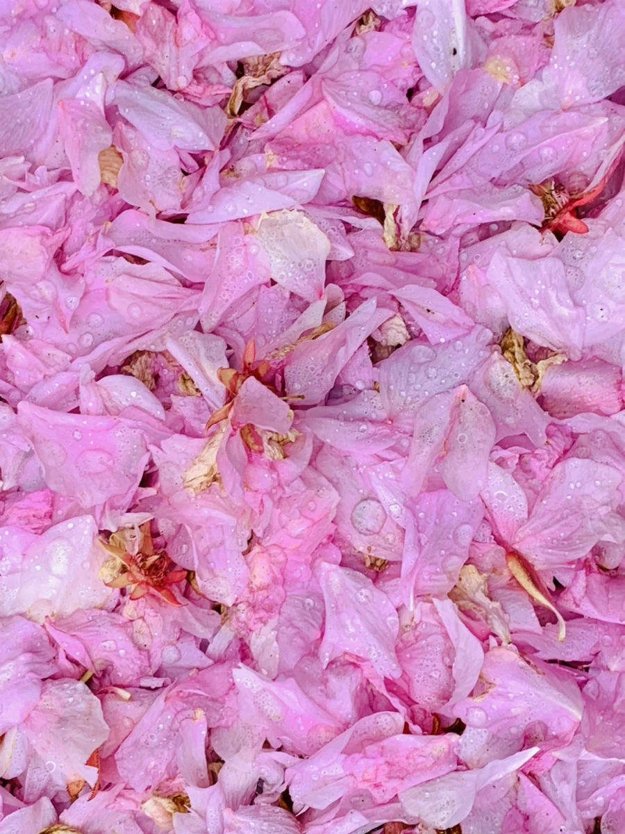 IMG_7271.jpg?type=w966