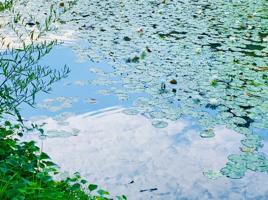 IMG_1555.jpg?type=w966