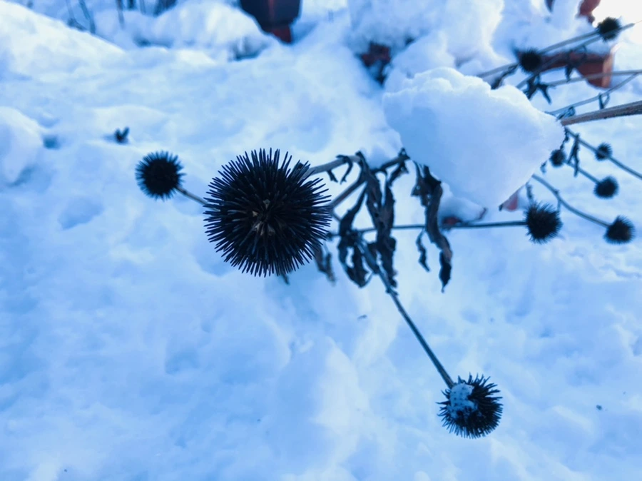 IMG_1370.jpg?type=w966