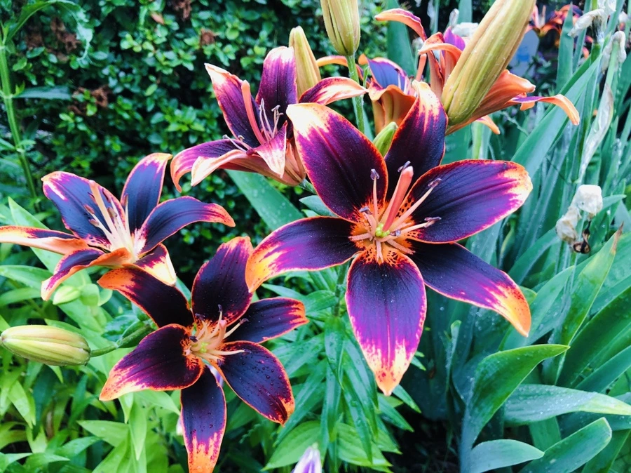 IMG_9534.jpg?type=w966