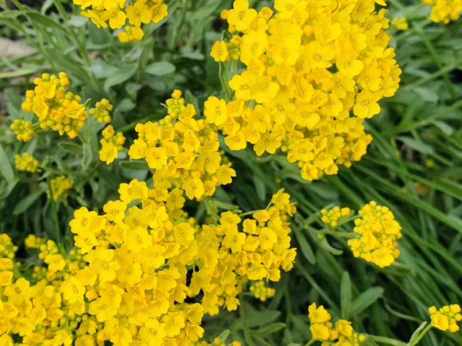 IMG_4541.jpg?type=w966