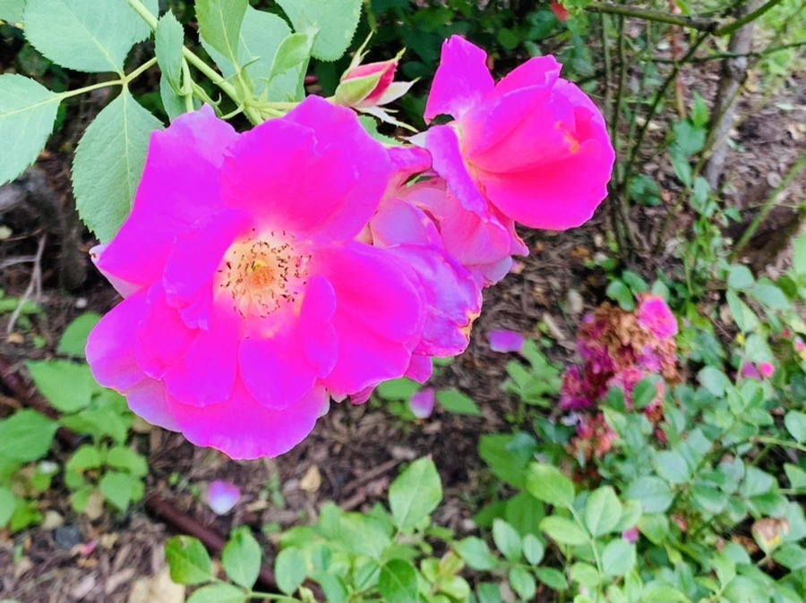 IMG_5082.jpg?type=w966