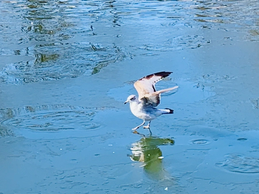 IMG_9080.jpg?type=w966