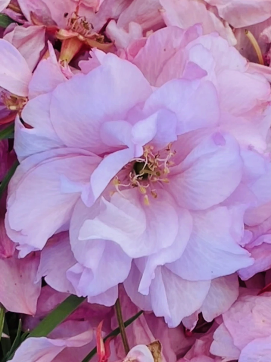 IMG_5942.jpg?type=w966