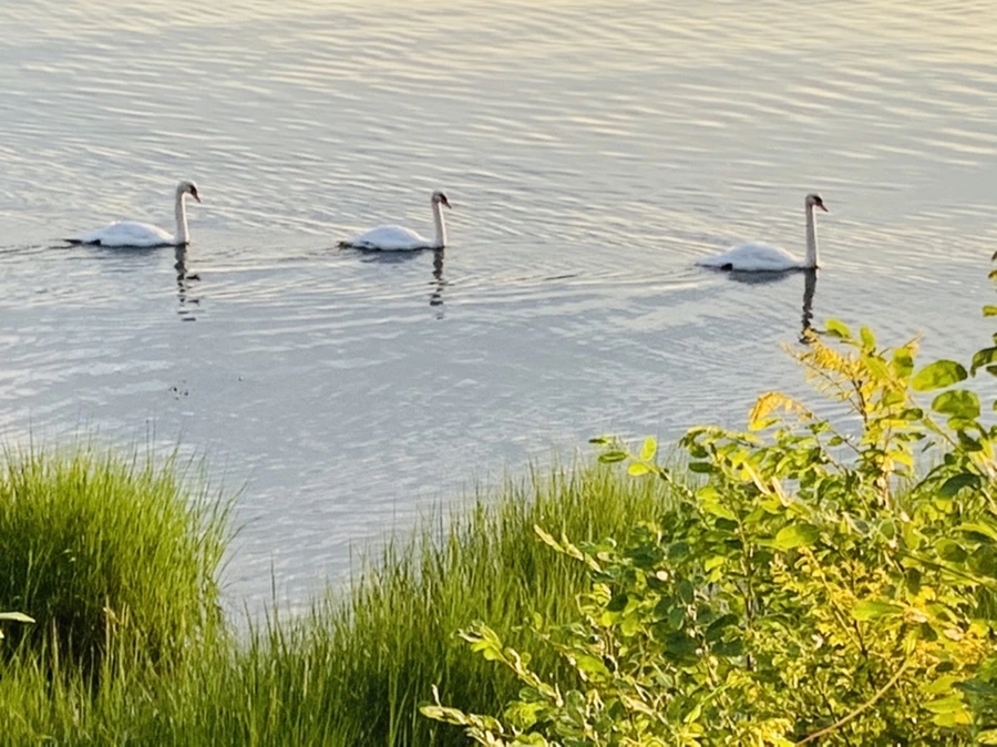 IMG_1338.jpg?type=w966