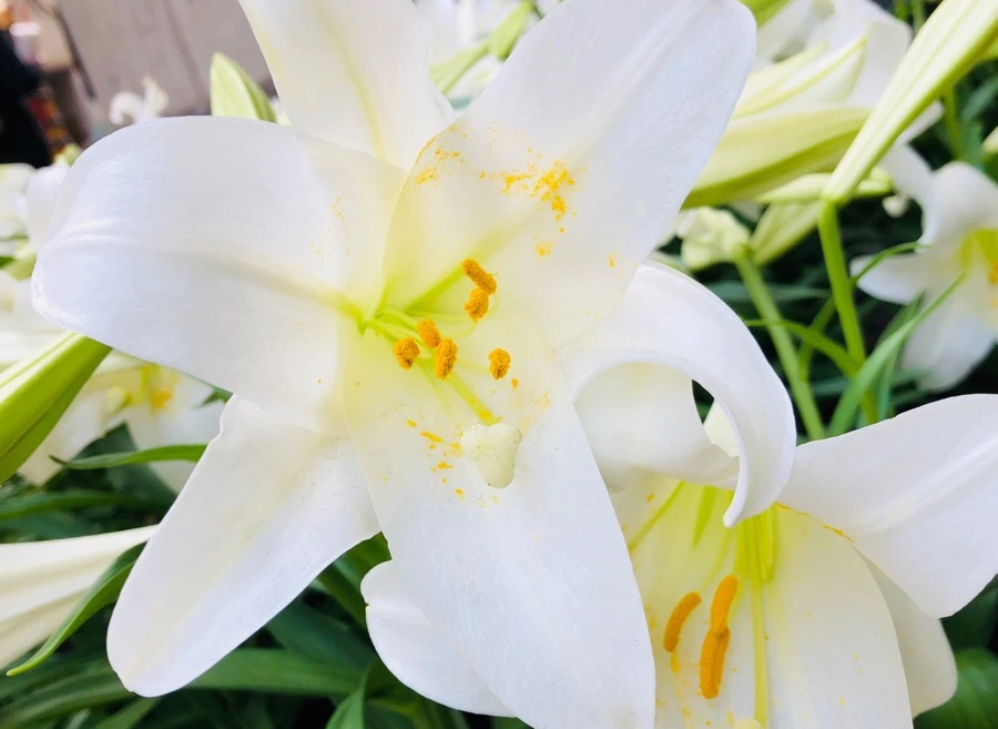 IMG_4263.jpg?type=w966