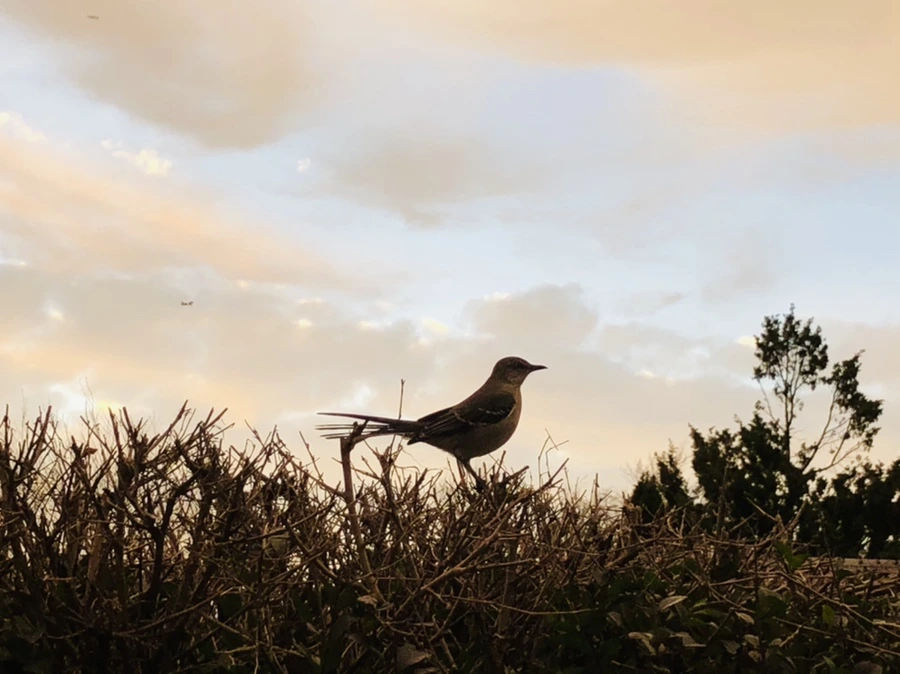 IMG_8228.jpg?type=w966