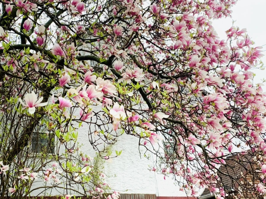 IMG_2420.jpg?type=w966