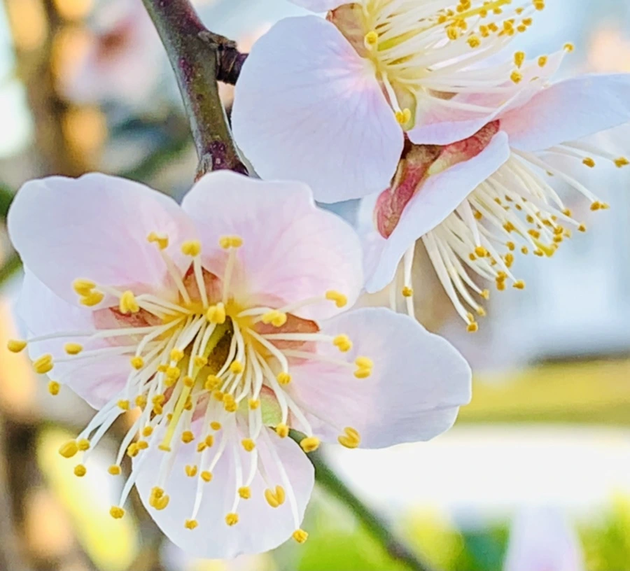 IMG_0763.jpg?type=w966