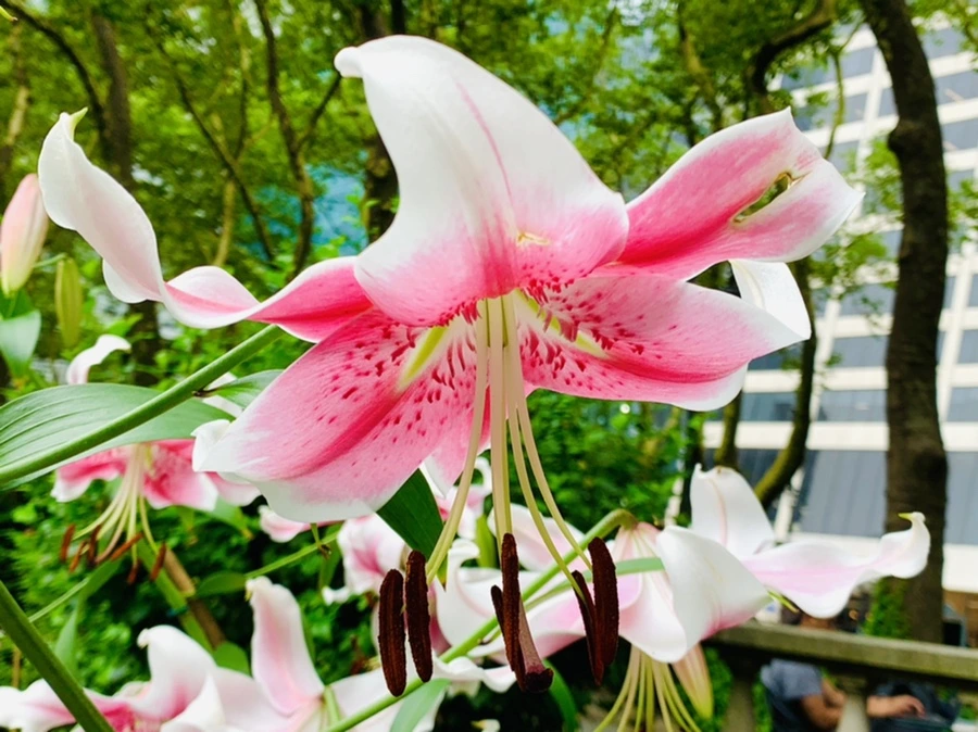 IMG_4981.jpg?type=w966