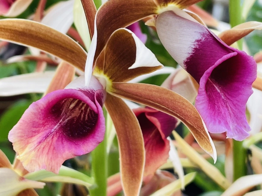 IMG_4194.jpg?type=w966