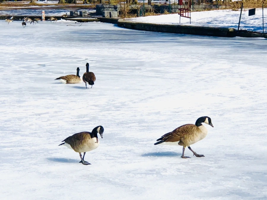 IMG_4912.jpg?type=w966