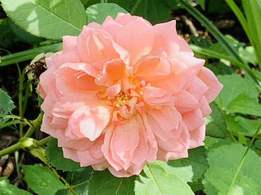 IMG_0474.jpg?type=w966