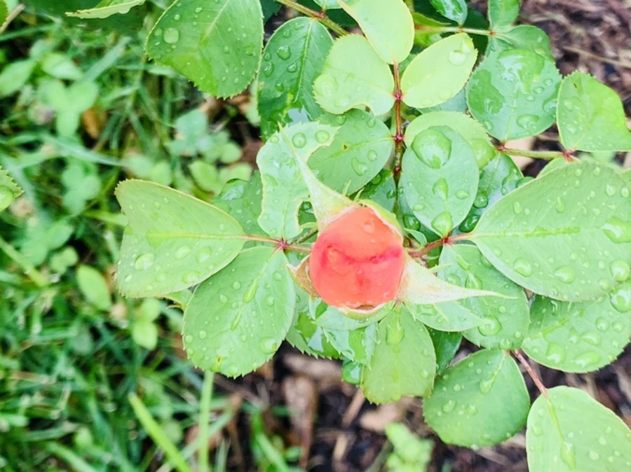 IMG_0986.jpg?type=w966