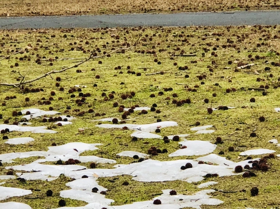 IMG_6310.jpg?type=w966