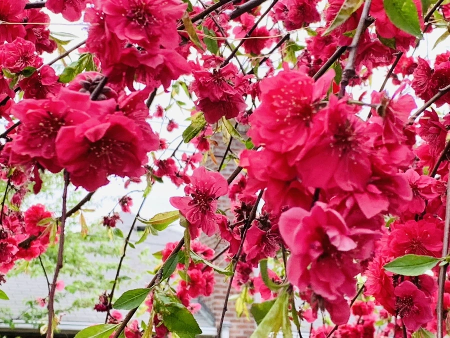 IMG_8010.jpg?type=w966