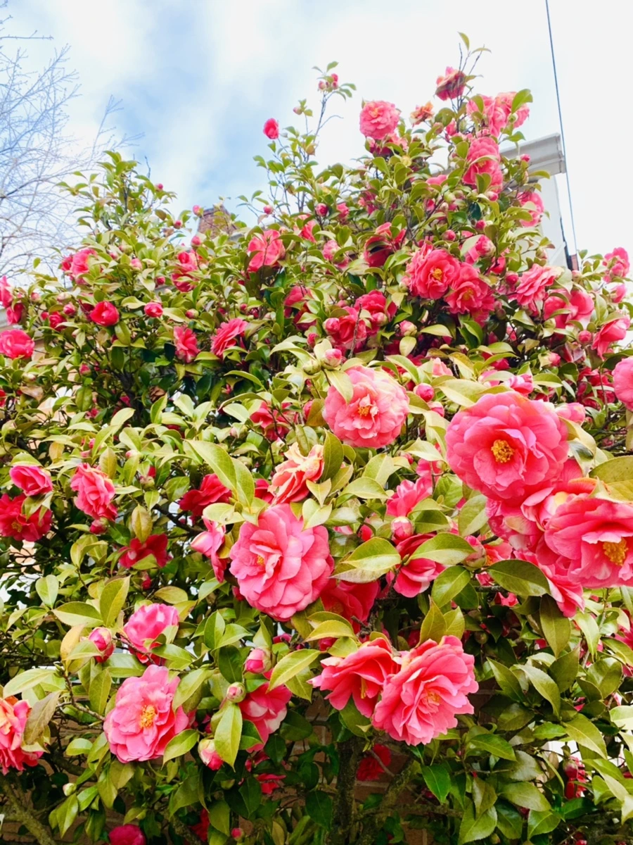 IMG_2908.jpg?type=w966