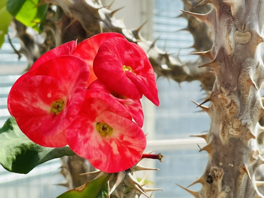 IMG_4224.jpg?type=w966