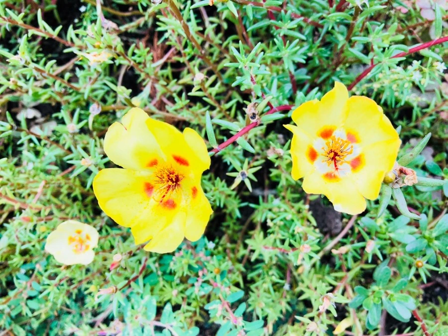 IMG_1905.jpg?type=w966