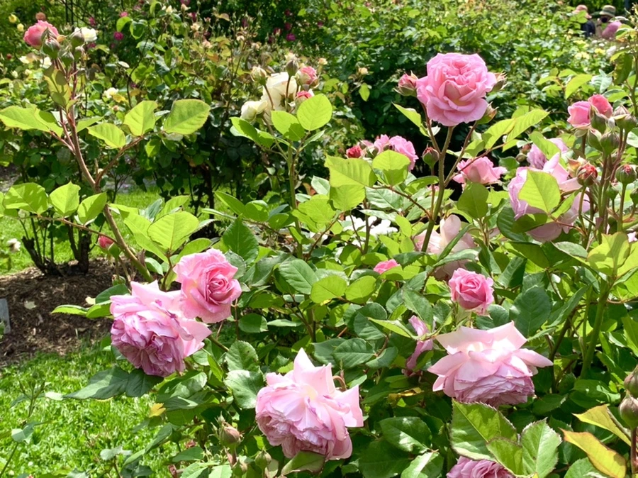 IMG_5777.jpg?type=w966