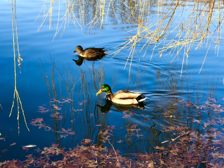 IMG_4253.jpg?type=w966