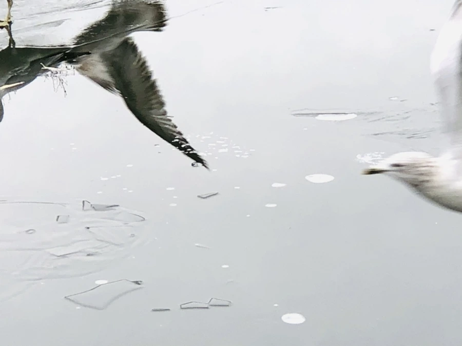 IMG_8954.jpg?type=w966