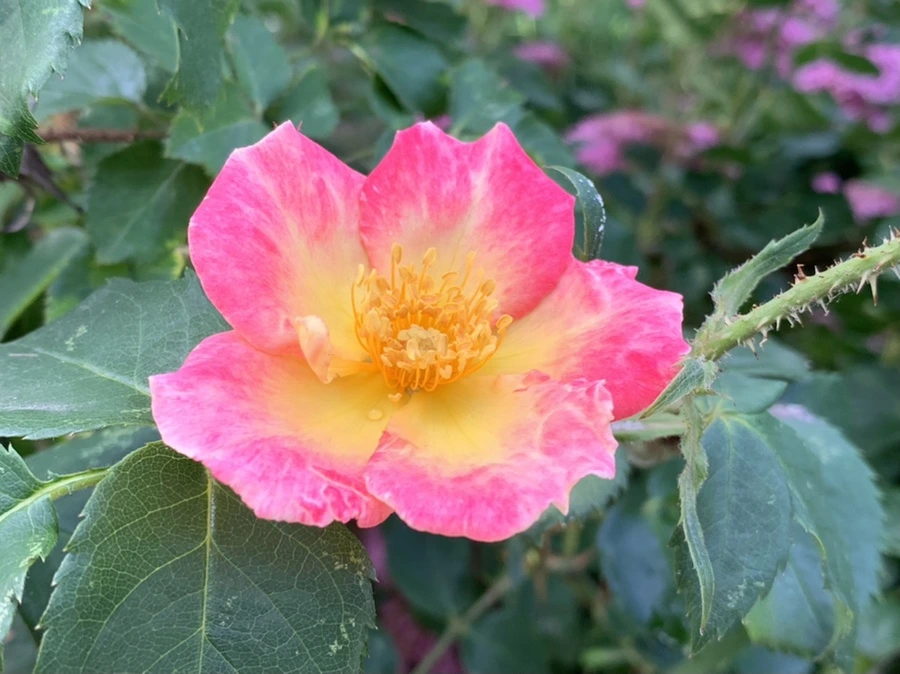 IMG_5998.jpg?type=w966