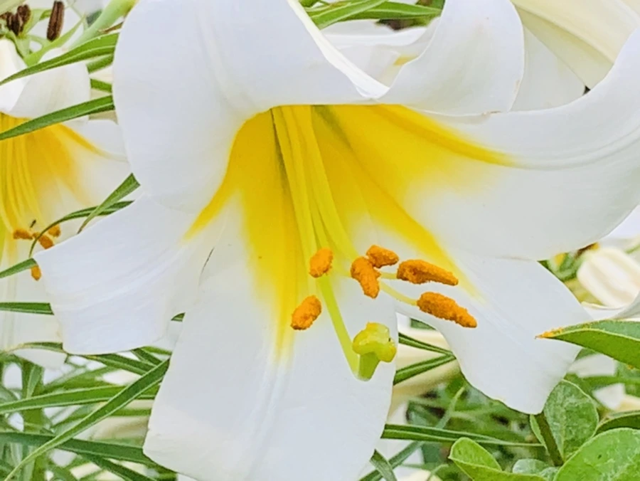 IMG_5644.jpg?type=w966